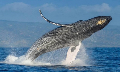 ¿Cuál es el valor ecológico de una ballena?
